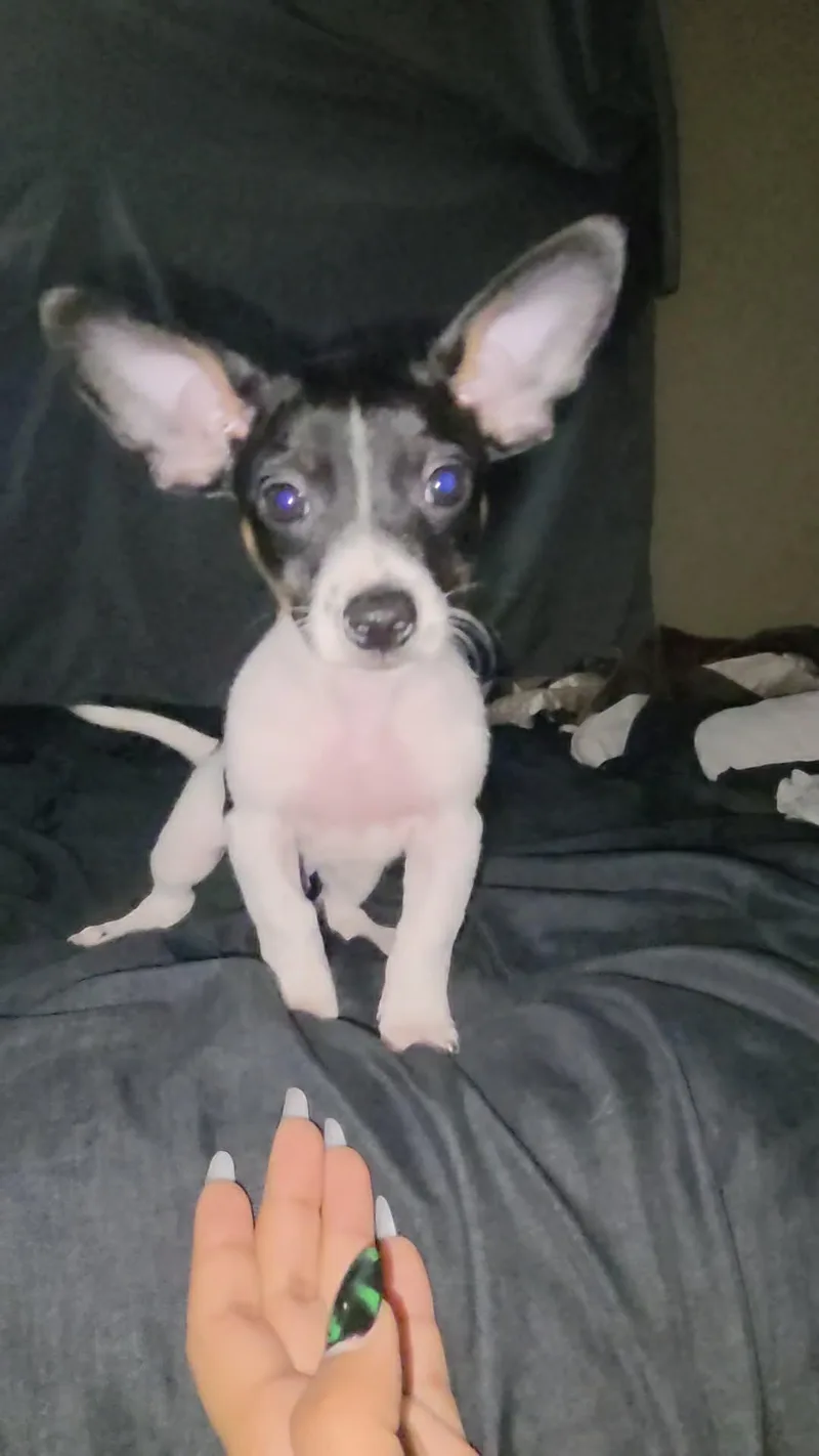 Ziggy