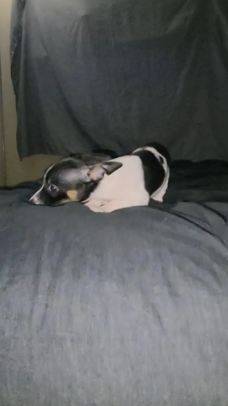 Ziggy thumbnail 4