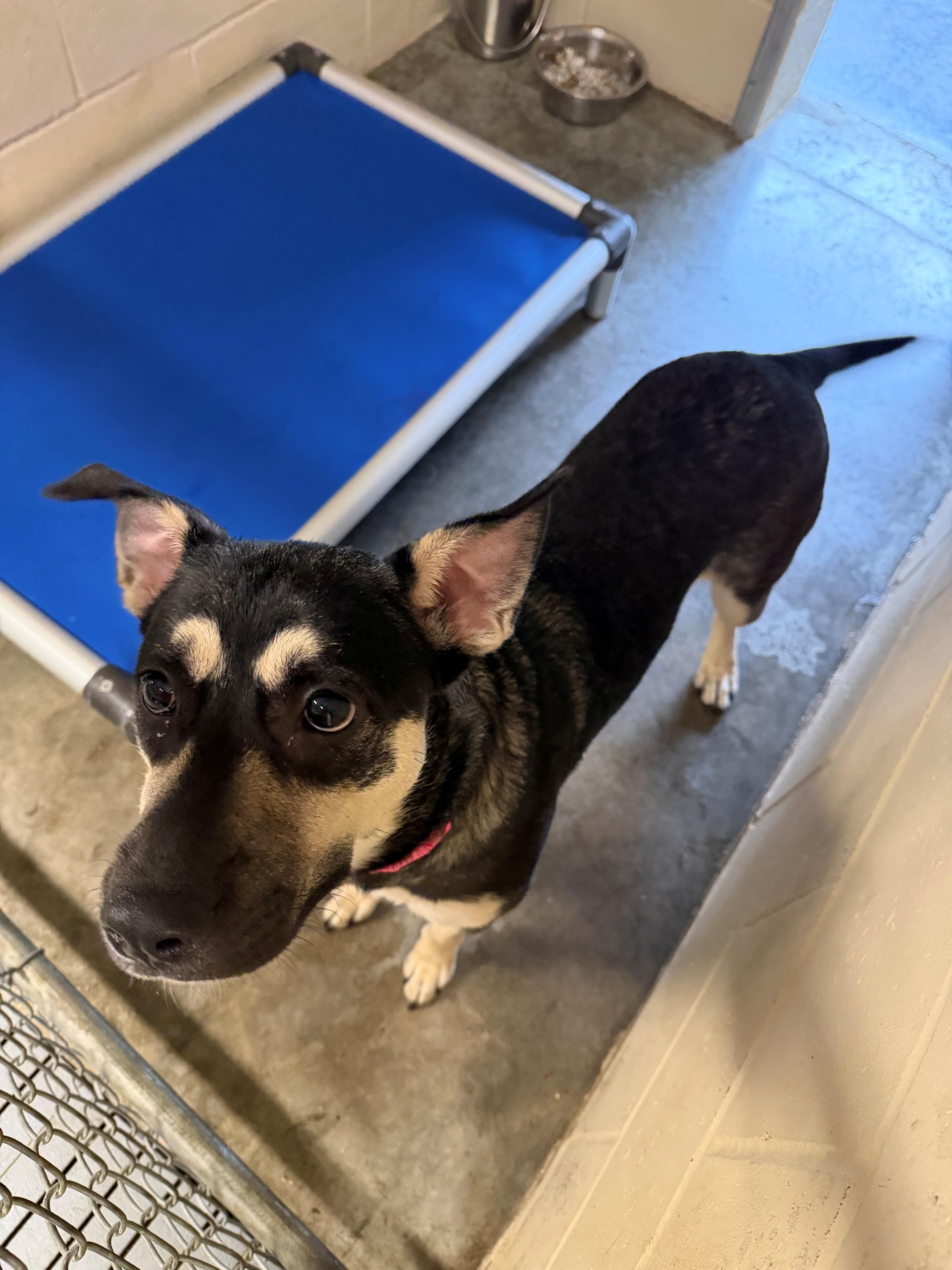 A baby medium-sized female Shepherd dog named Rosie for adoption in Boonville, MO