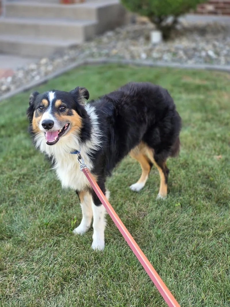 A young medium-sized male Border Collie dog named Dan for adoption in Orland Park, IL