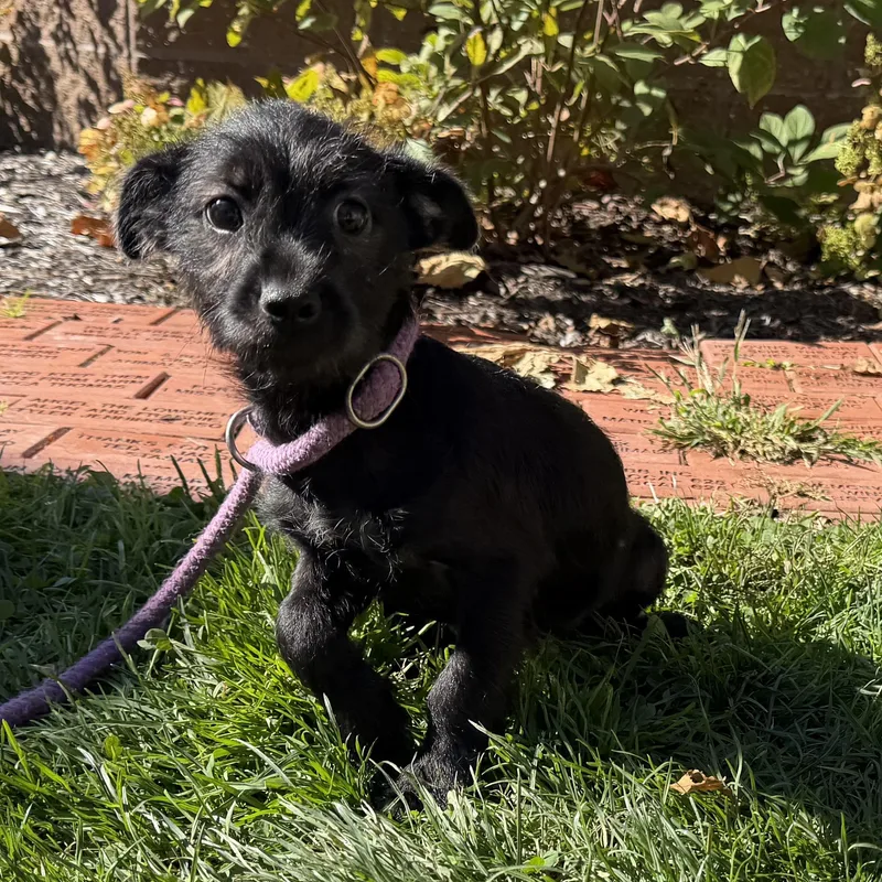 A baby small-sized male Black Schnauzer dog named Snape for adoption in Latrobe, PA