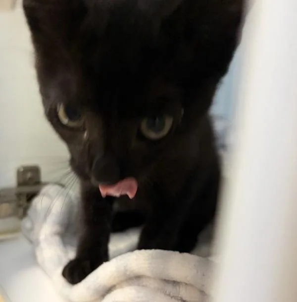 A baby small-sized male Domestic Short Hair cat named Arnie for adoption in Escondido, CA