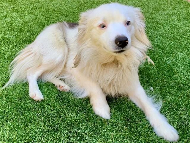 An adult small-sized male White / Cream Australian Shepherd dog named Save Me Please! Giddy for adoption in San Marcos, CA