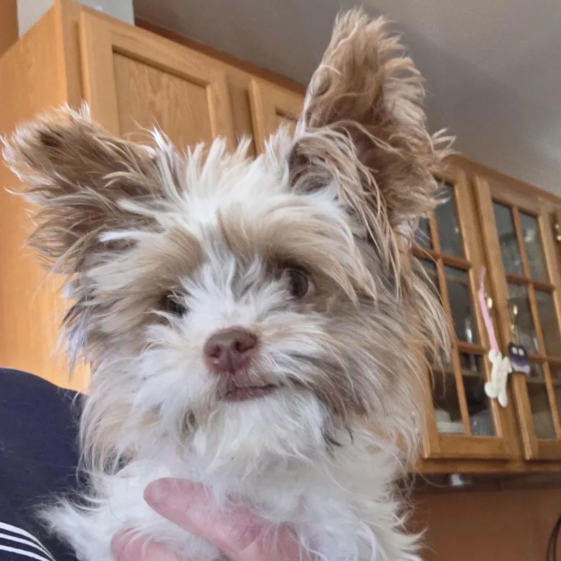 Tinkerbelle