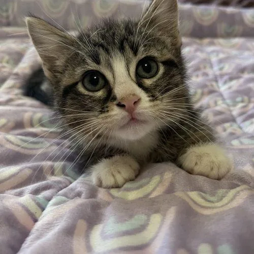 A baby small-sized male Domestic Short Hair cat named Earl Grey for adoption in Edmond, OK