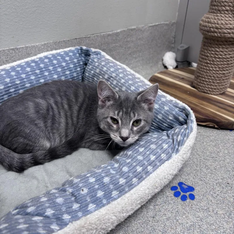 A baby small-sized male Gray / Blue / Silver American Shorthair cat named Dennis for adoption in Wilmington, DE