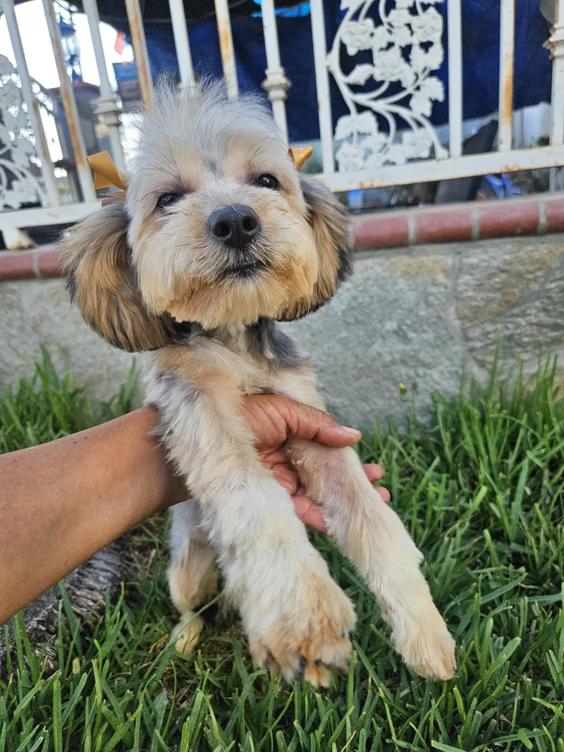 Luna