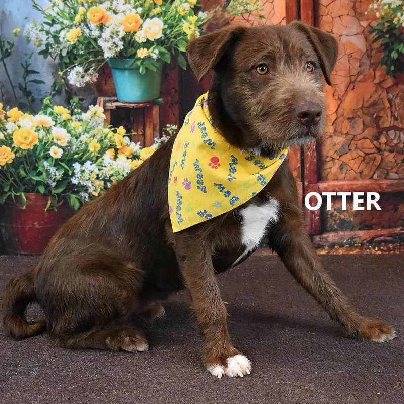 An adult medium-sized male Brown / Chocolate Chocolate Labrador Retriever dog named Otter for adoption in Yuma, AZ
