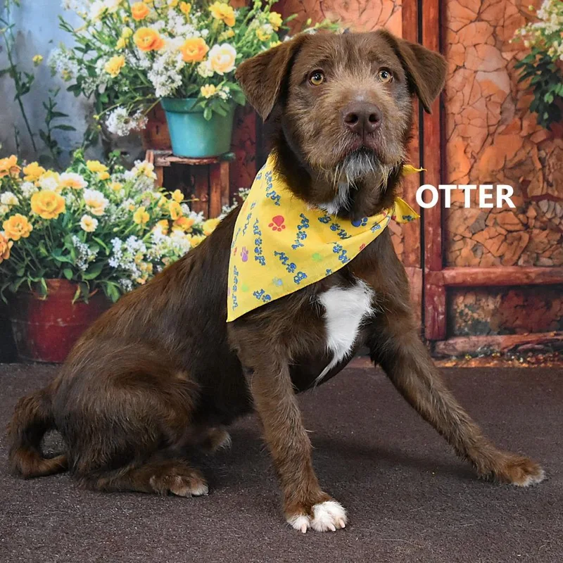 Otter thumbnail 2