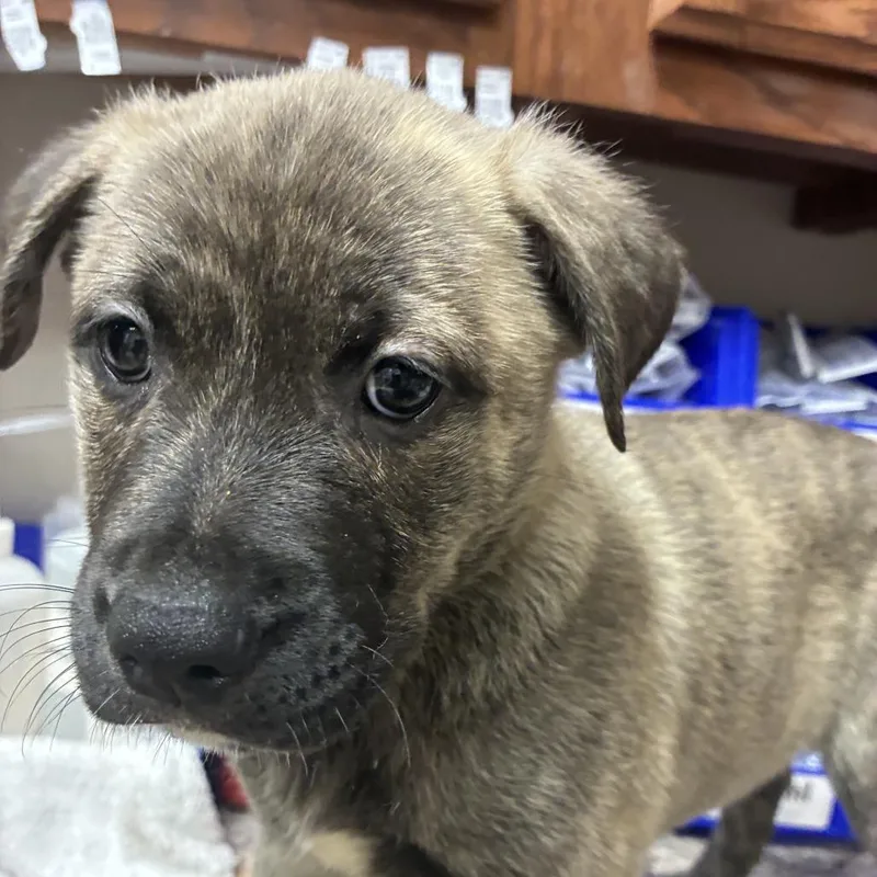 A baby small-sized male Mountain Cur dog named Chimney U for adoption in Tupelo, MS