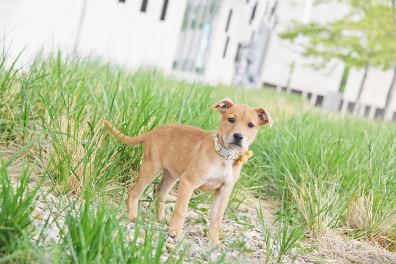 A baby medium-sized female Labrador Retriever dog named Rurue for adoption in Salt Lake City, UT