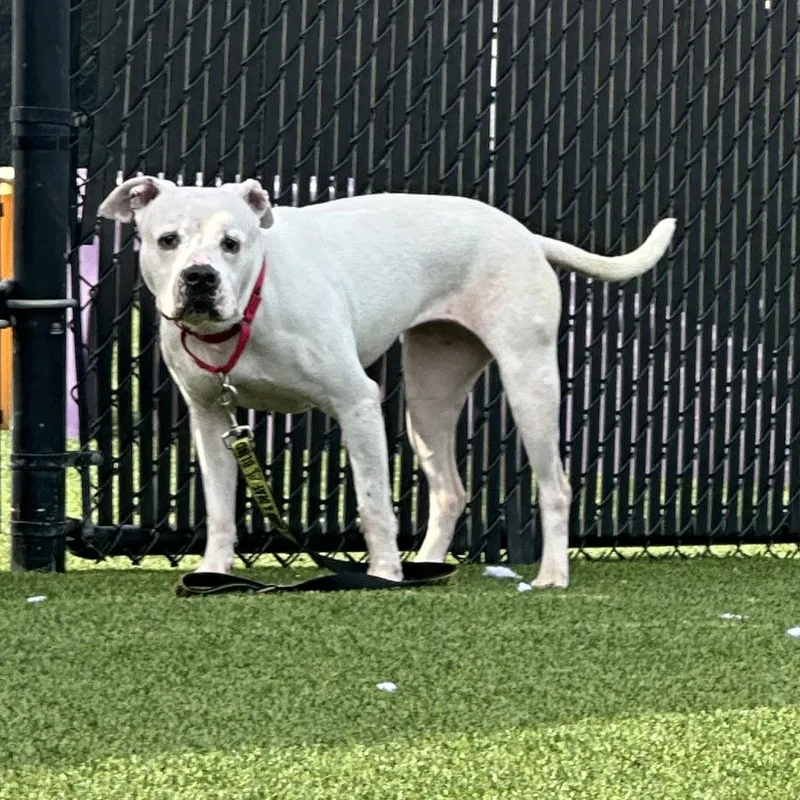 Betty White thumbnail 2