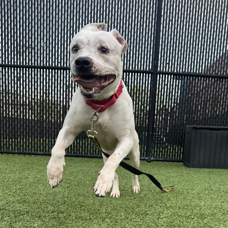 Betty White thumbnail 3