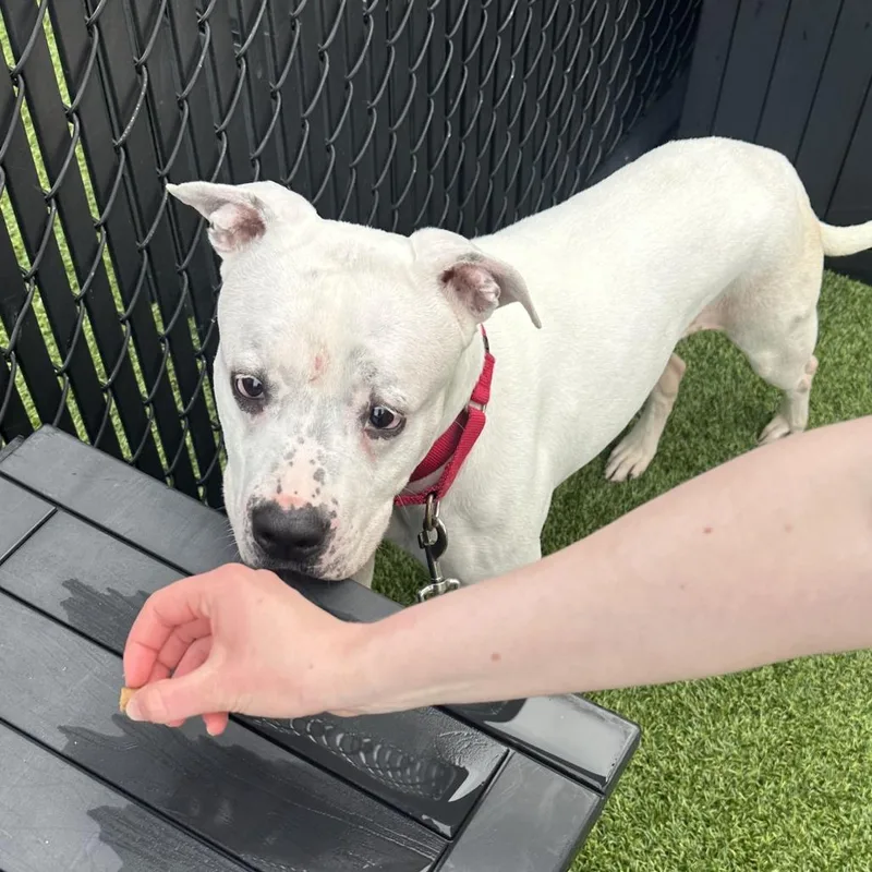 Betty White thumbnail 4