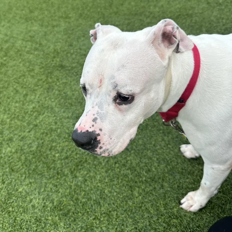 Betty White thumbnail 5