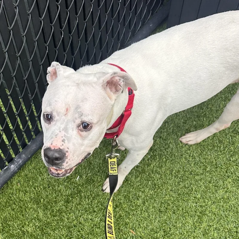 Betty White thumbnail 6