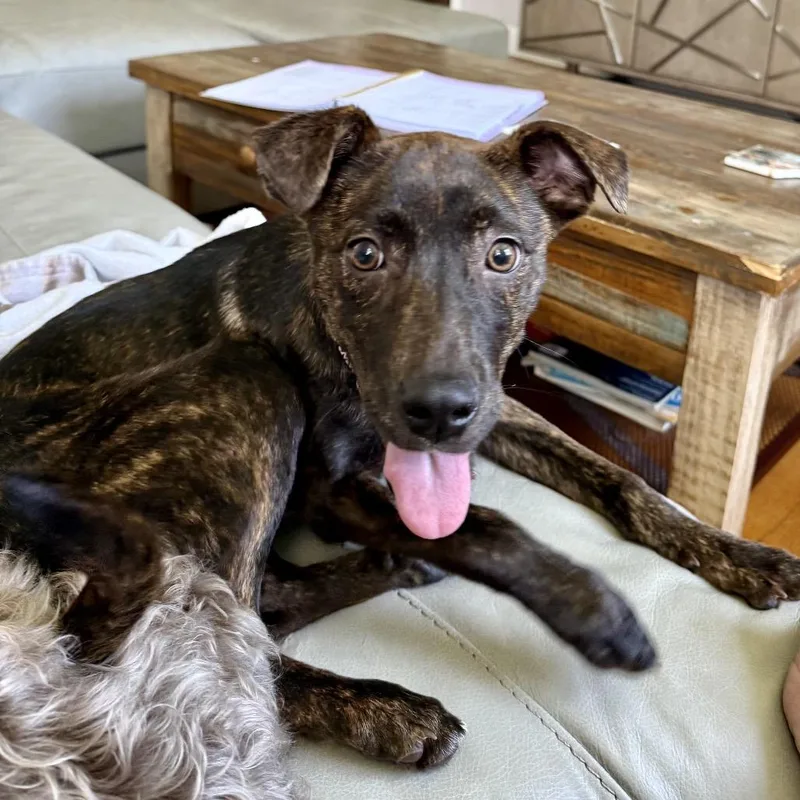 A young small-sized female Black Catahoula Leopard Dog dog named Skipper for adoption in New Orleans, LA