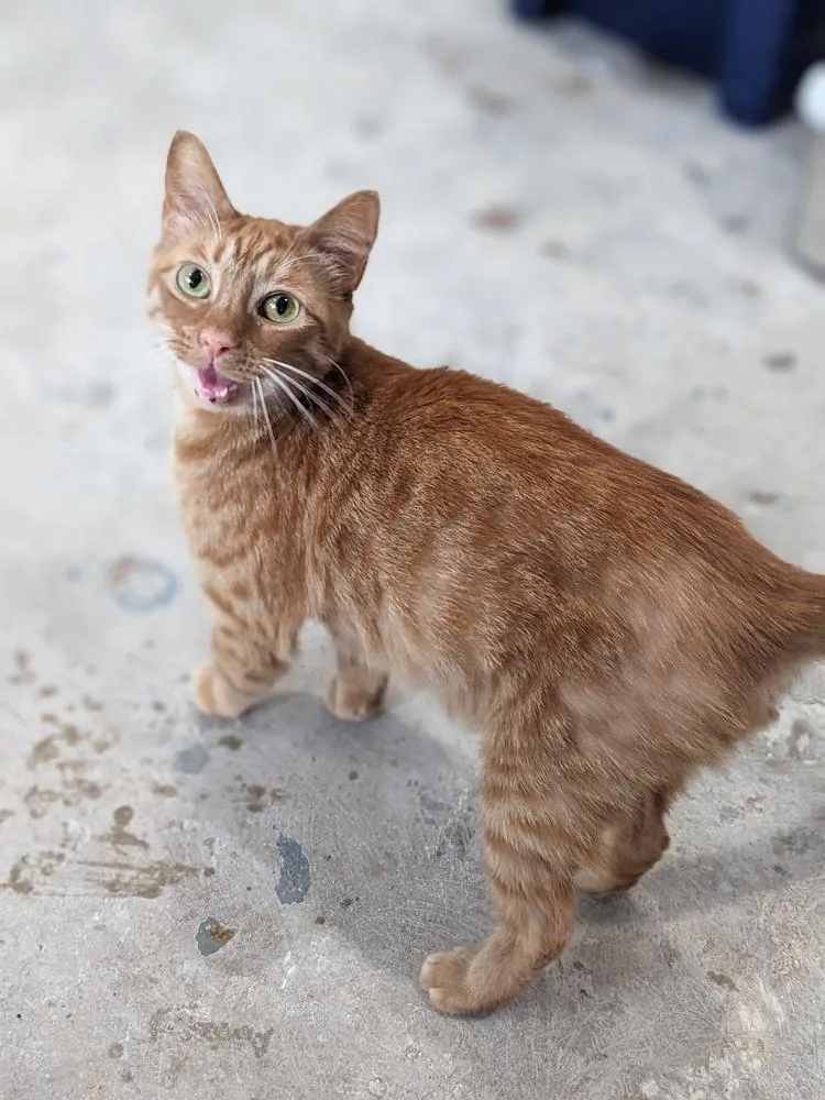 An adult medium-sized male Tabby (Orange / Red) Domestic Short Hair cat named Gingerbread for adoption in Lewisburg, TN