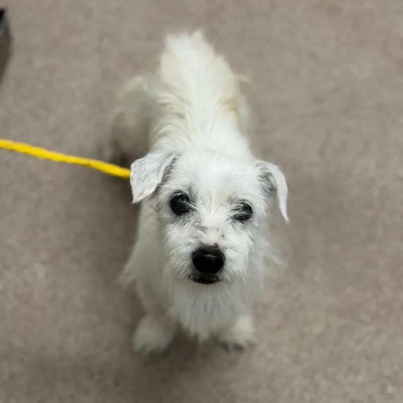 A senior small-sized female White / Cream Terrier dog named Betty for adoption in Ardmore, OK