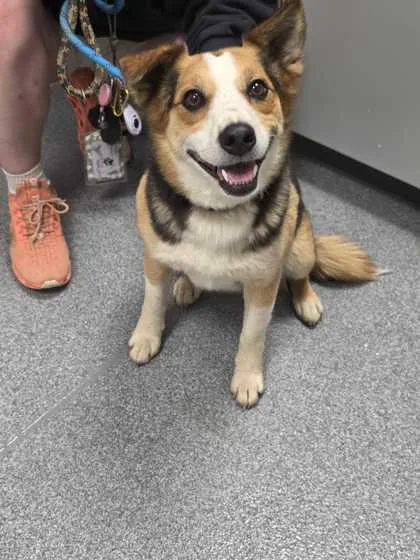 An adult medium-sized female Mixed Breed dog named Sylvie for adoption in Sevierville, TN