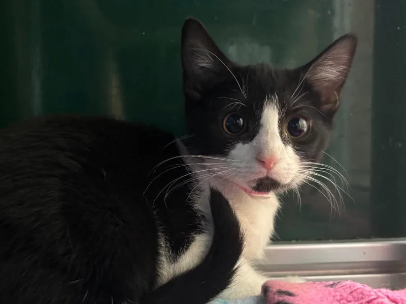 A baby small-sized female Domestic Short Hair cat named Pam Beesly for adoption in Powell, OH