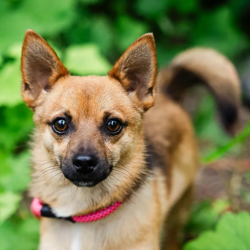 A young small-sized male Yellow / Tan / Blond / Fawn Pomeranian dog named Ned for adoption in Incline Village, NV