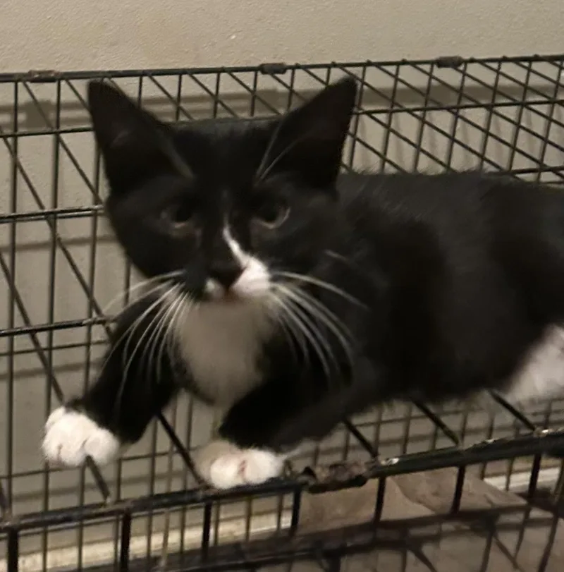 A baby medium-sized female Black & White / Tuxedo Tuxedo cat named Brain for adoption in Baker, LA