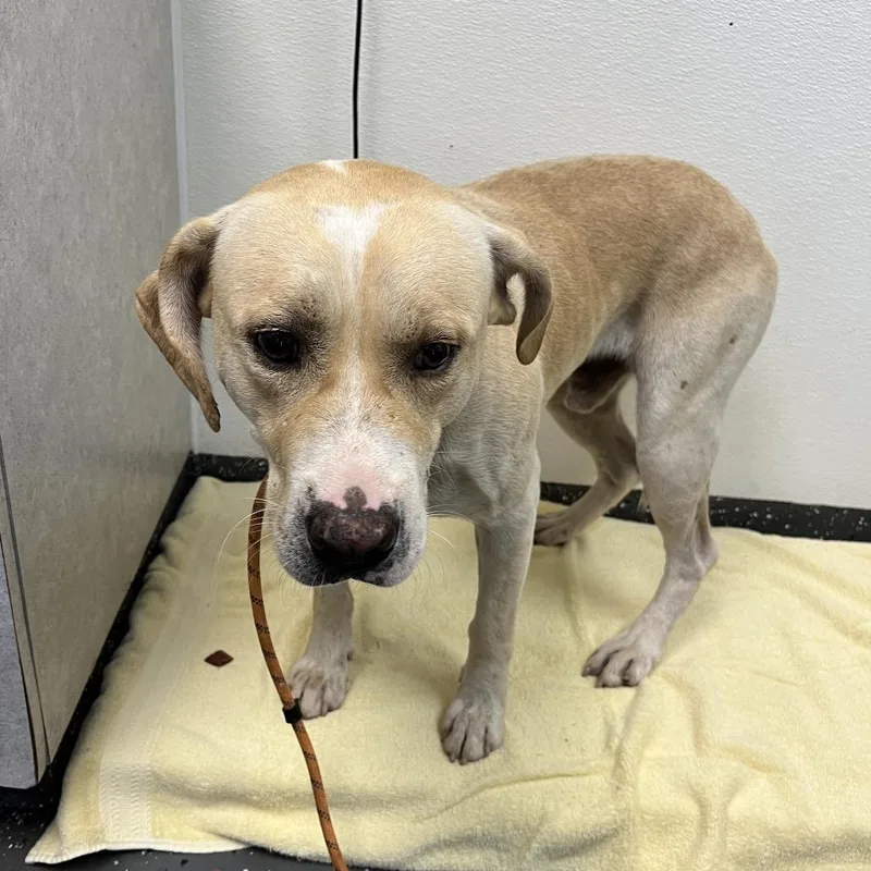 Gooseberry thumbnail 2