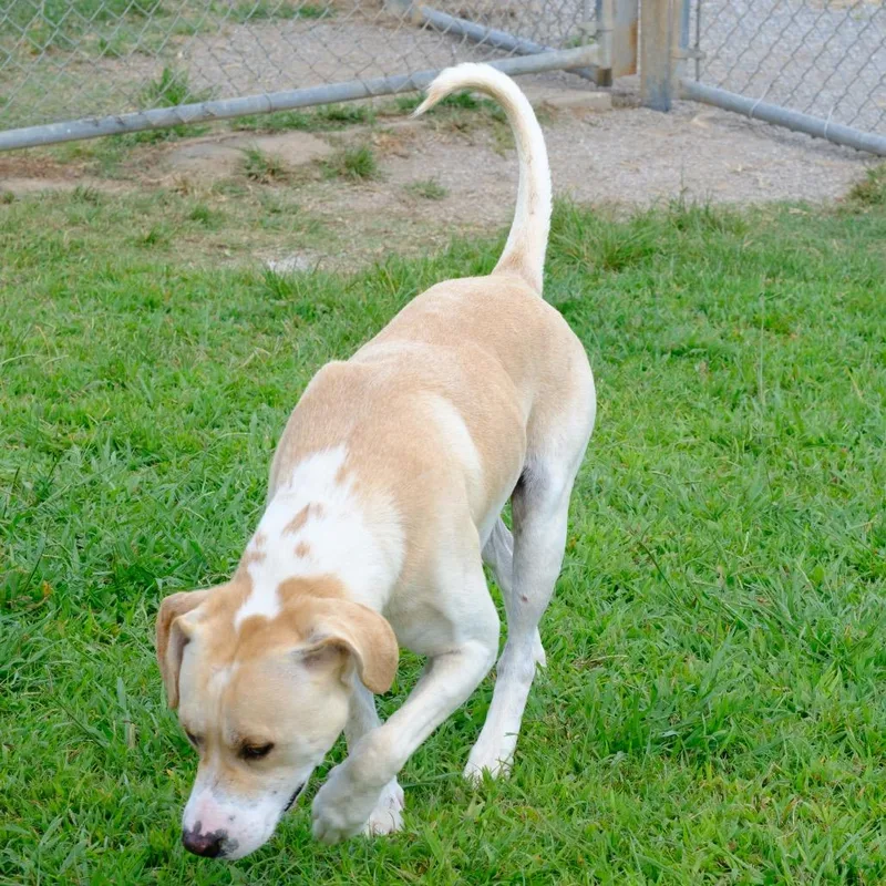 Gooseberry thumbnail 5