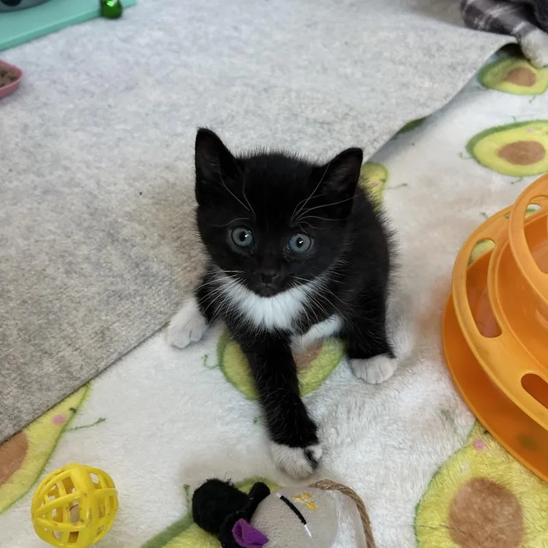 A baby small-sized female Black Domestic Medium Hair cat named Enola for adoption in Ferndale, MI