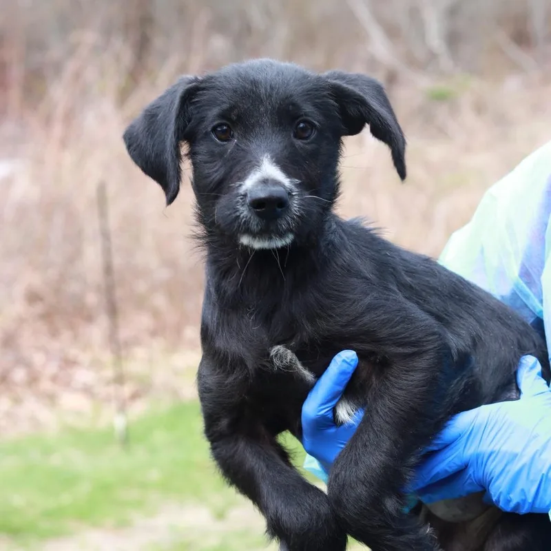 A baby medium-sized female Black Poodle dog named Ct Tangy Tropical Bubblegum for adoption in Stormville, NY