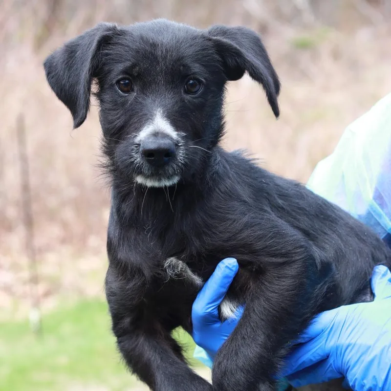 Ct Tangy Tropical Bubblegum thumbnail 2