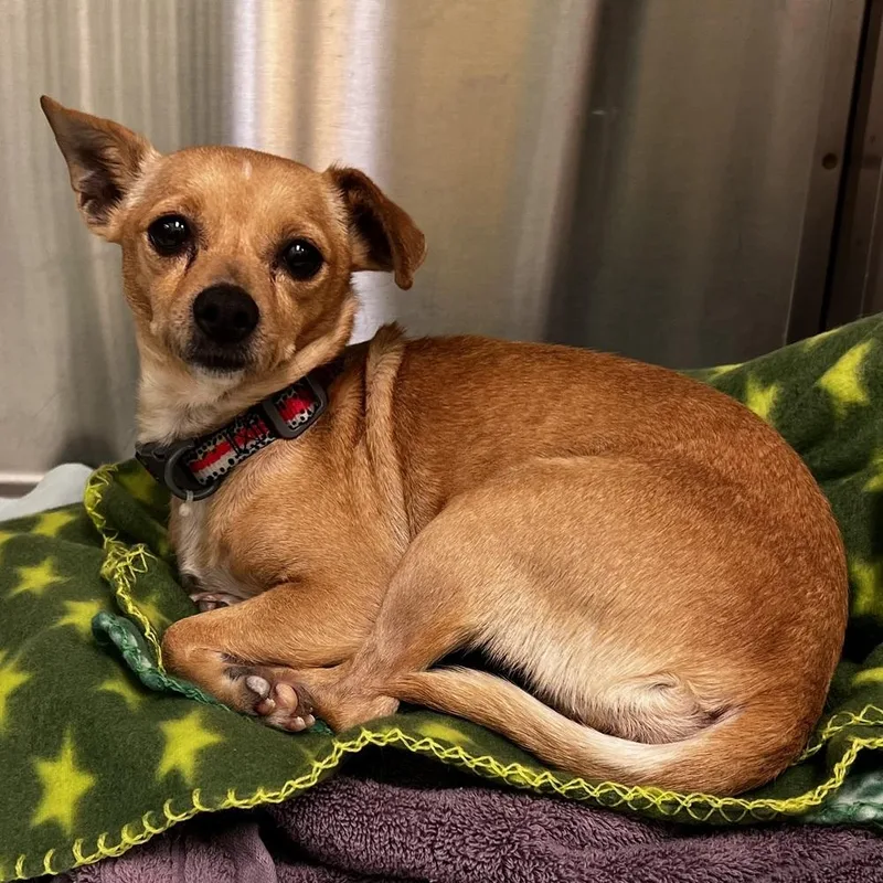 An adult small-sized female Brown / Chocolate Chihuahua dog named AAD New Arrival! for adoption in Armonk, NY