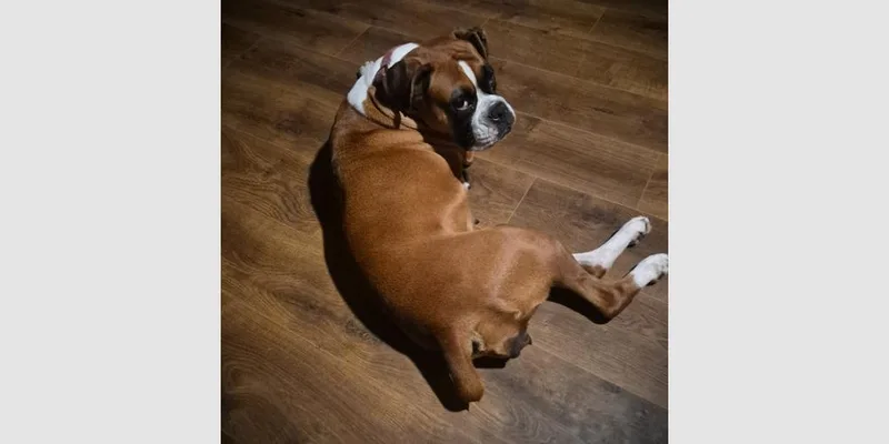 An adult medium-sized female Boxer dog named Luna XV for adoption in Hewitt, TX