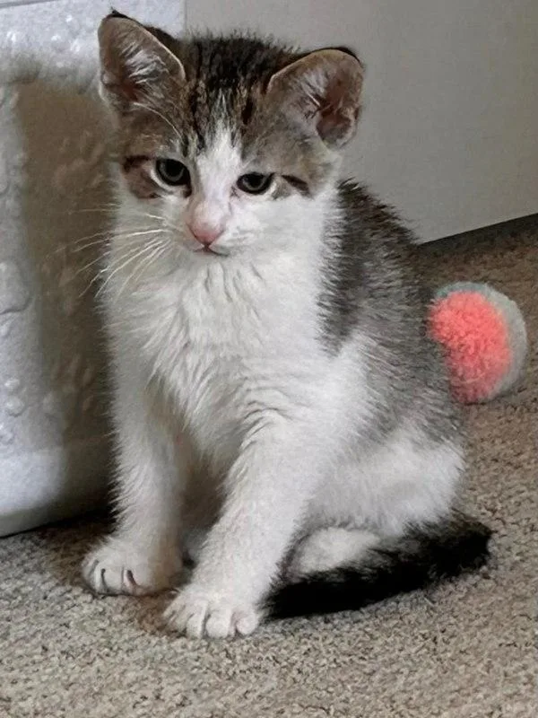 A baby medium-sized male Domestic Short Hair cat named Joseph for adoption in Bonsall, CA
