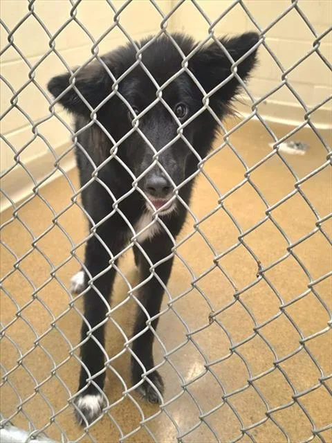 A young small-sized female Australian Shepherd dog named Celene for adoption in Anchorage, AK