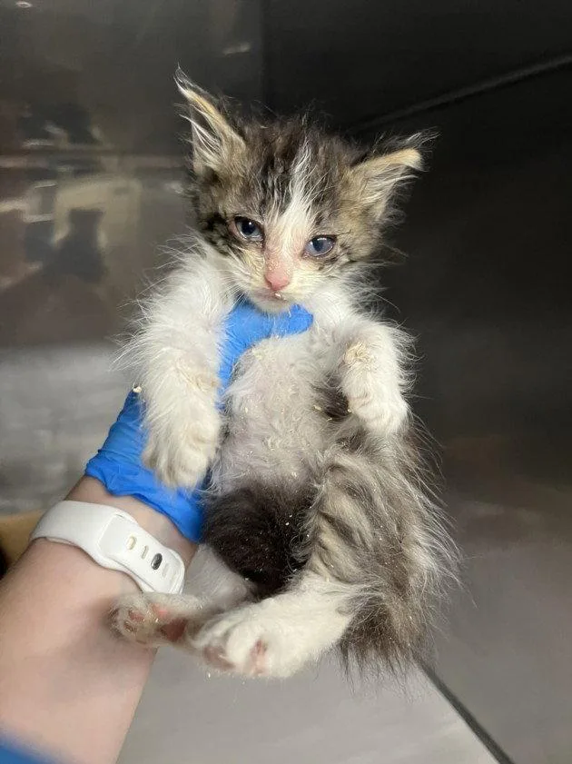 A baby small-sized female Brown / Chocolate Domestic Long Hair cat named Margo for adoption in Woodland, CA