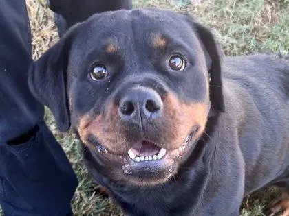 An adult large-sized female Bicolor Mixed Breed dog named Wilma for adoption in Georgetown, TX