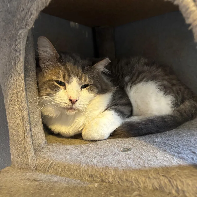 An adult small-sized male Domestic Medium Hair cat named Garry for adoption in Midland, TX