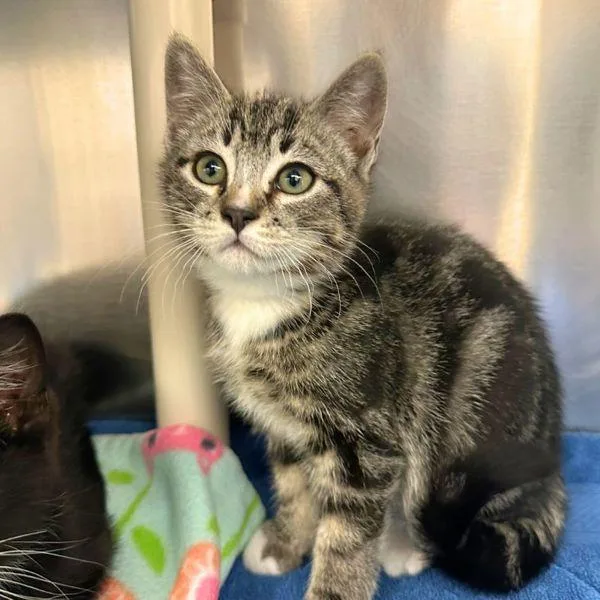 A baby small-sized male Domestic Short Hair cat named Wilson for adoption in Walnut Creek, CA