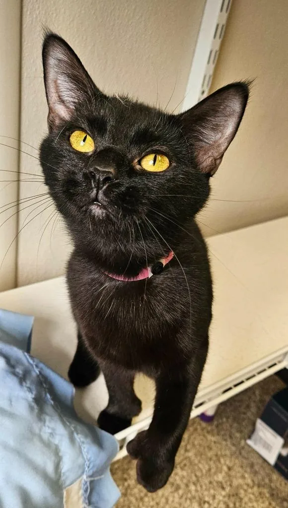 A young small-sized female Domestic Short Hair cat named Harmony for adoption in Fremont, OH
