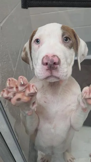 A baby small-sized female Pit Bull Terrier dog named Rae for adoption in Indianapolis, IN