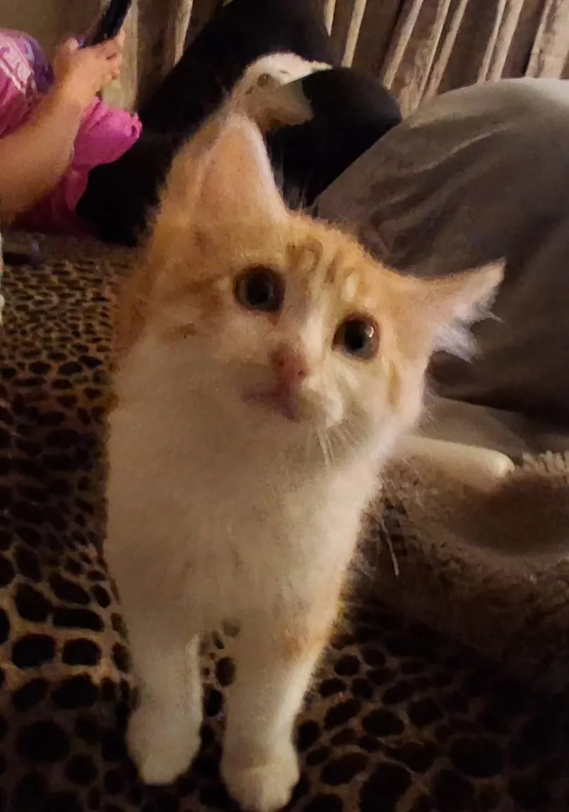 A young medium-sized male Orange & White Domestic Medium Hair cat named Orange Pop for adoption in Mesquite, NV
