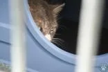 An adult large-sized male Gray / Blue / Silver Domestic Short Hair cat named Thor for adoption in Potsdam, NY