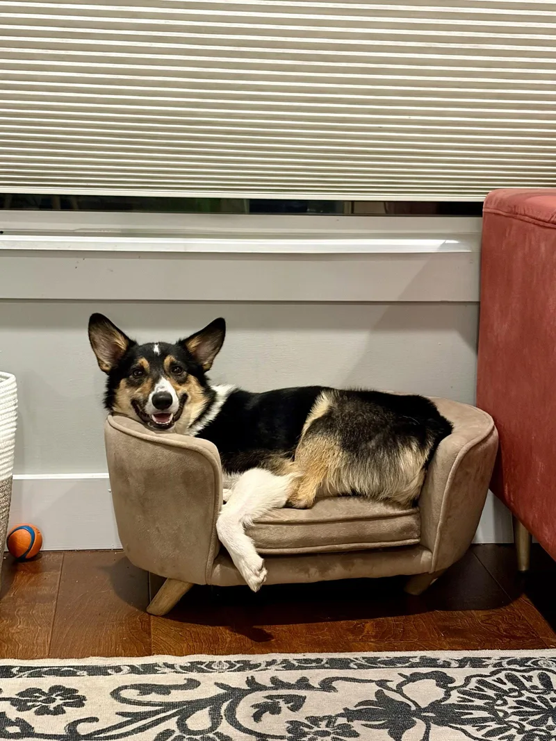 An adult medium-sized male Cardigan Welsh Corgi dog named Jessie for adoption in Aurora, CO