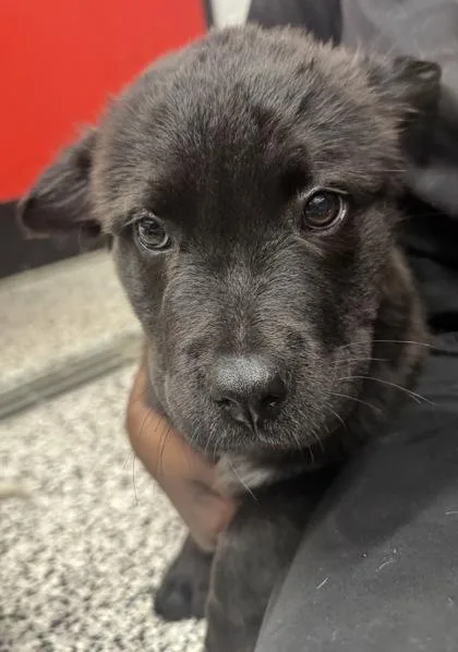 A baby small-sized male Mixed Breed dog named Carbonara for adoption in West Chester, PA