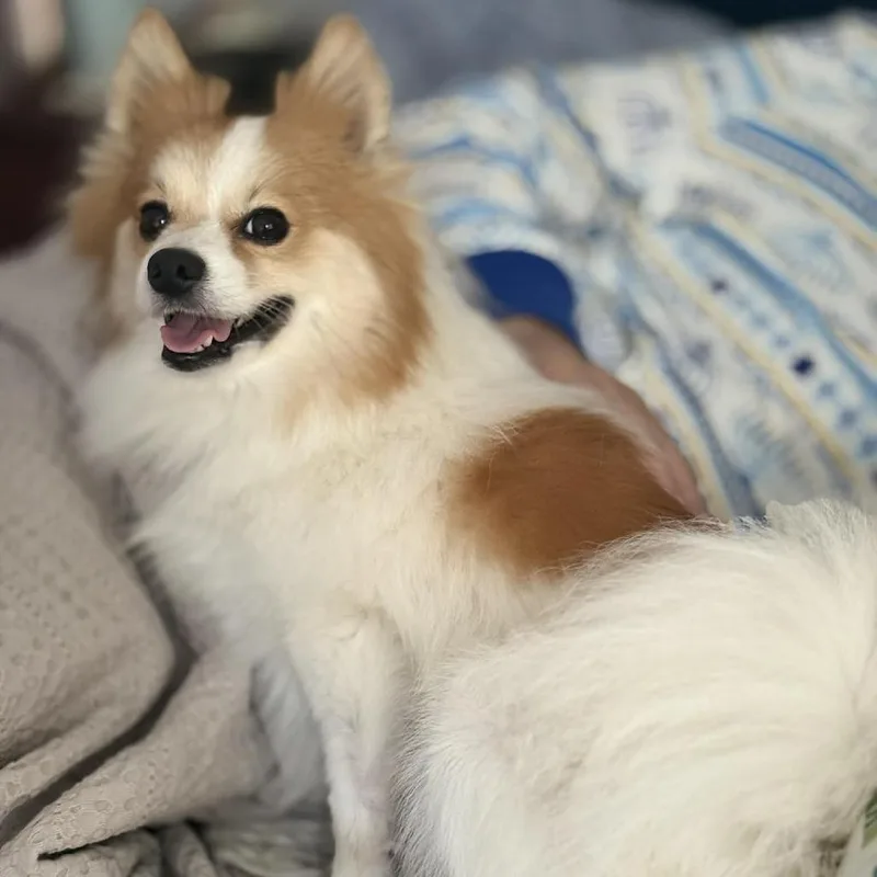 An adult small-sized female White / Cream Pomeranian dog named Arya for adoption in Palm Springs, CA