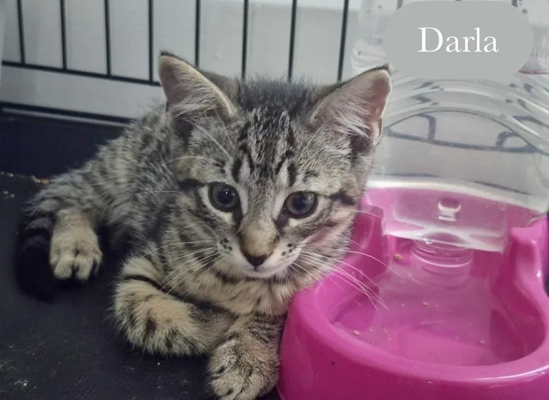 A baby small-sized female Brown / Chocolate Domestic Short Hair cat named Darla for adoption in Chalfont, PA