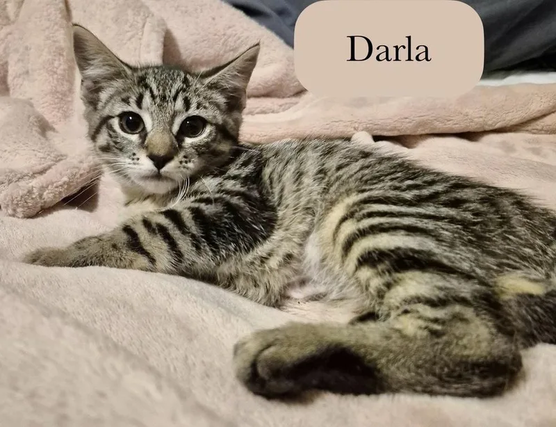 Darla thumbnail 2