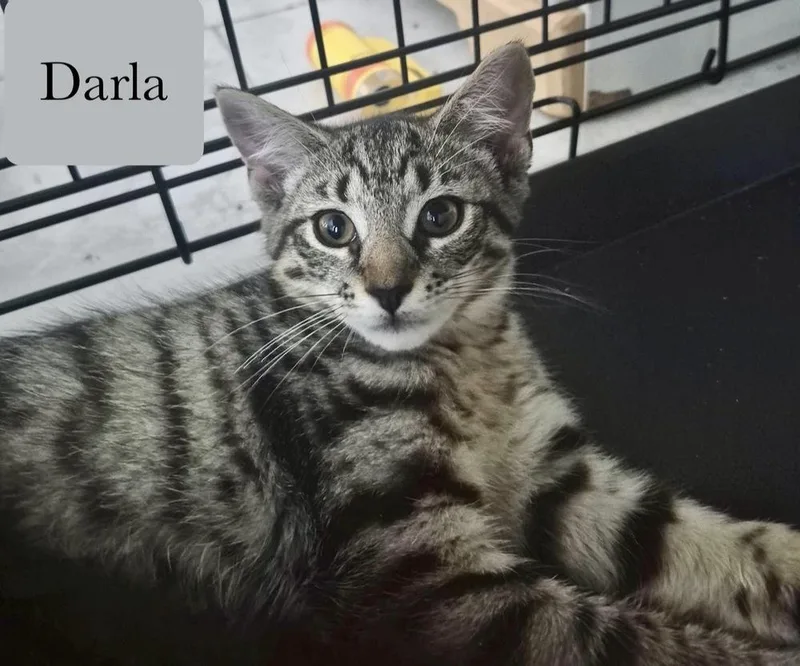 Darla thumbnail 6